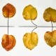 Taxonomy in business meaning