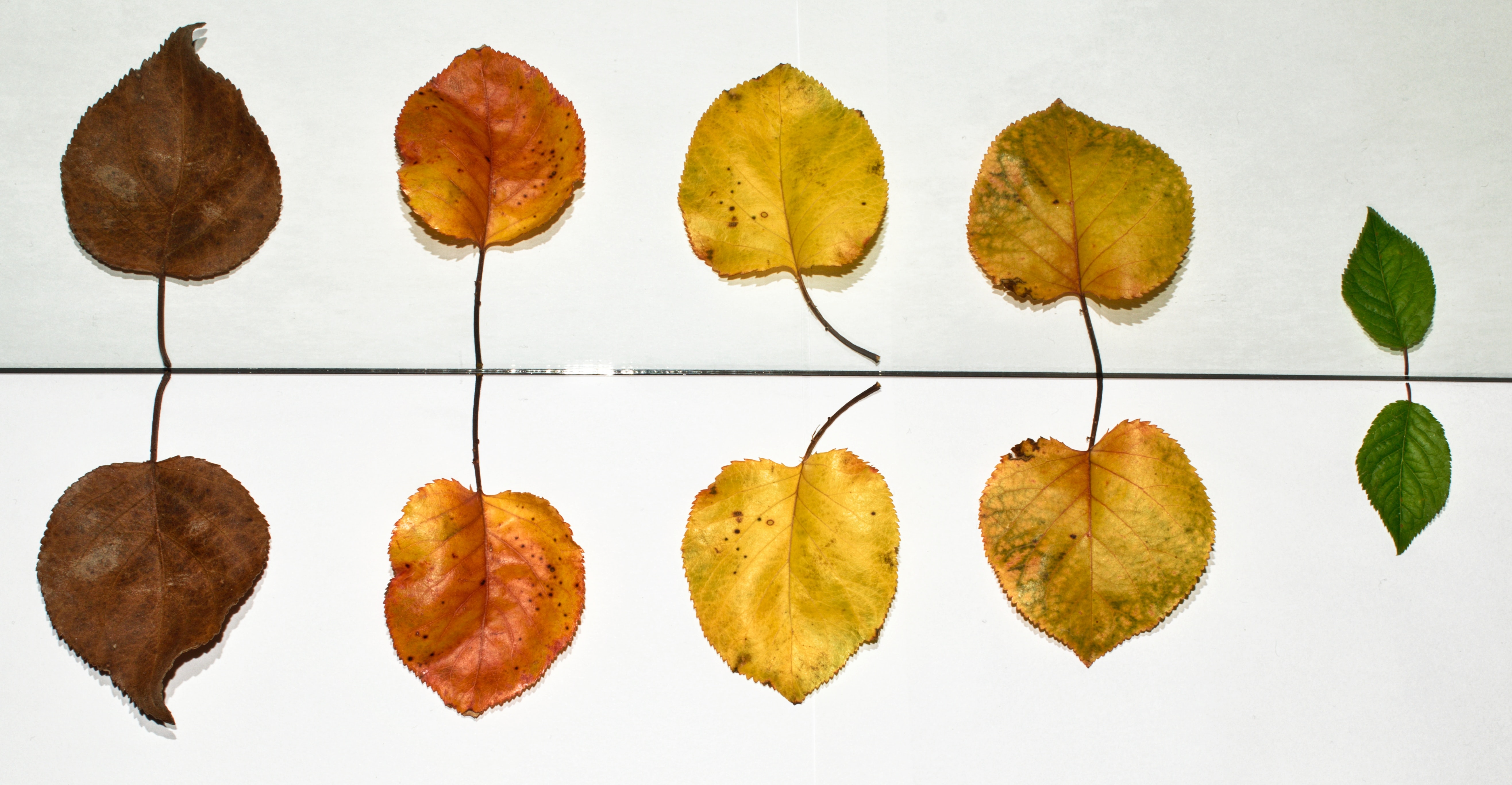 Taxonomy in business meaning
